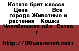 Котята брит класса › Цена ­ 20 000 - Все города Животные и растения » Кошки   . Челябинская обл.,Сатка г.